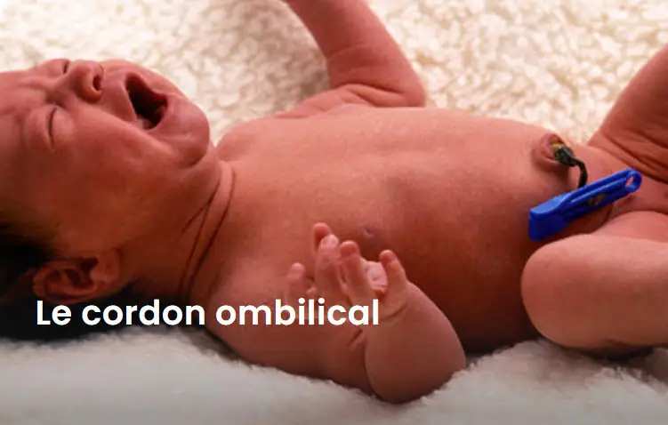 Le cordon ombilical doit être coupé une heure après la naissance du bébé mais pas avant
