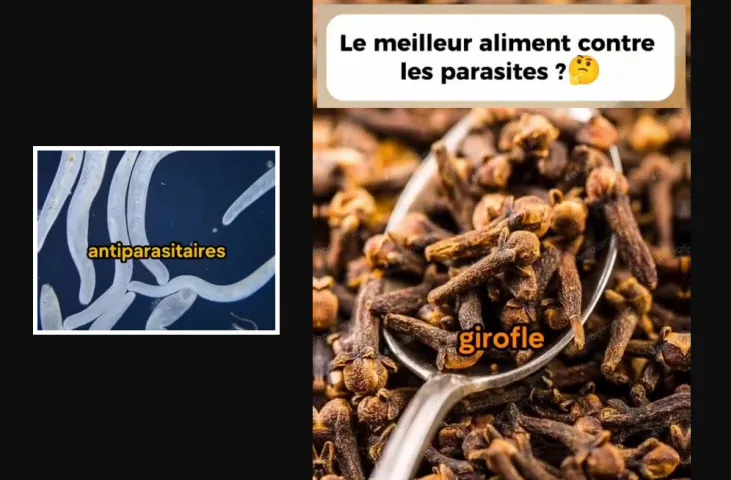 Contre les parasites utilisée depuis des siècles le clou de girofle